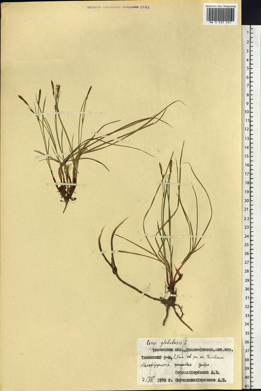 Carex globularis L., Siberia, Western Siberia (S1) (Russia)