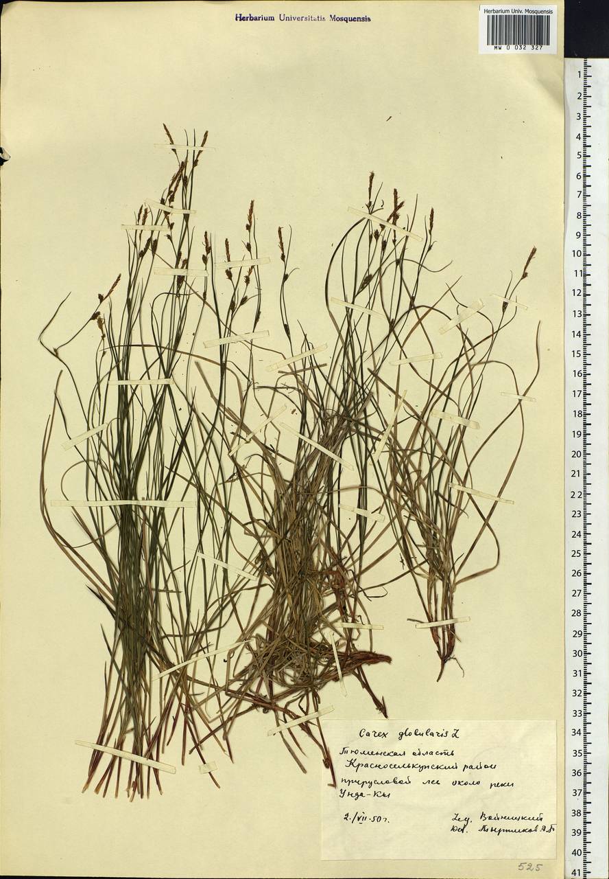 Carex globularis L., Siberia, Western Siberia (S1) (Russia)