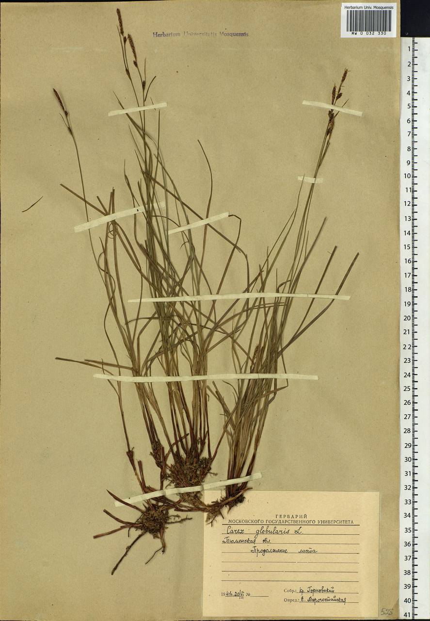Carex globularis L., Siberia, Western Siberia (S1) (Russia)
