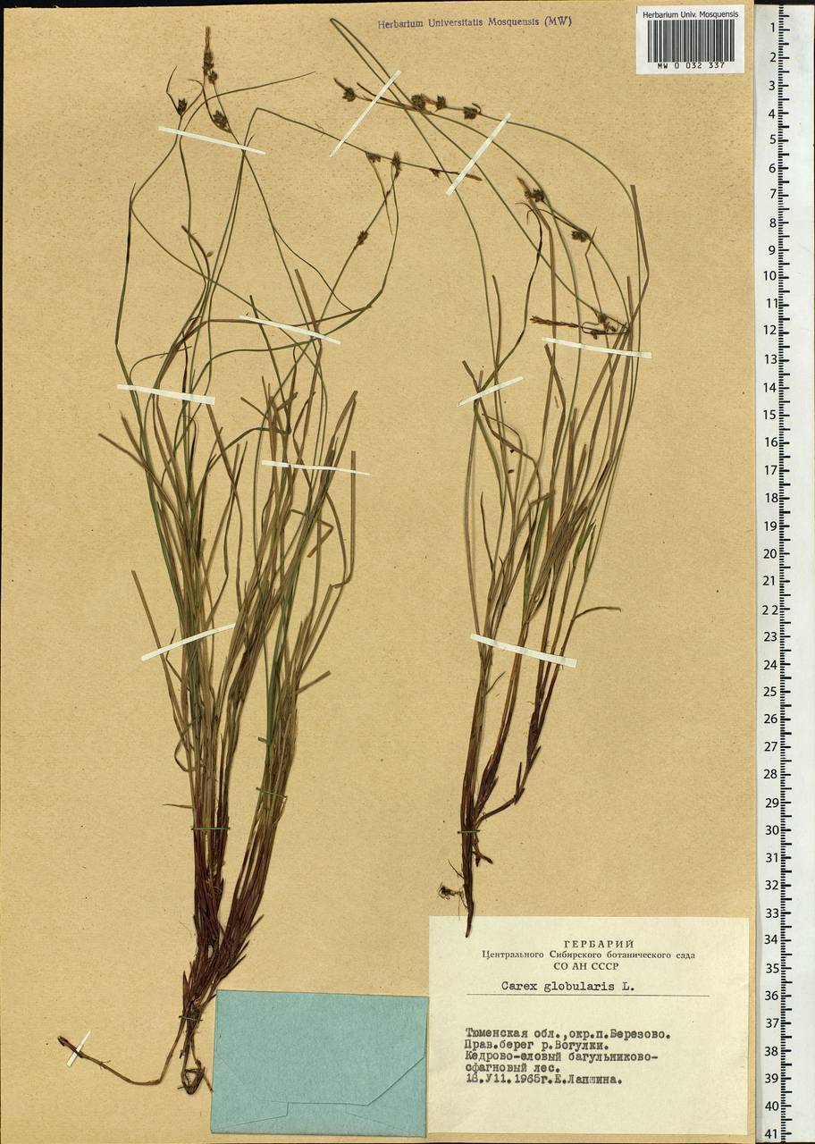 Carex globularis L., Siberia, Western Siberia (S1) (Russia)