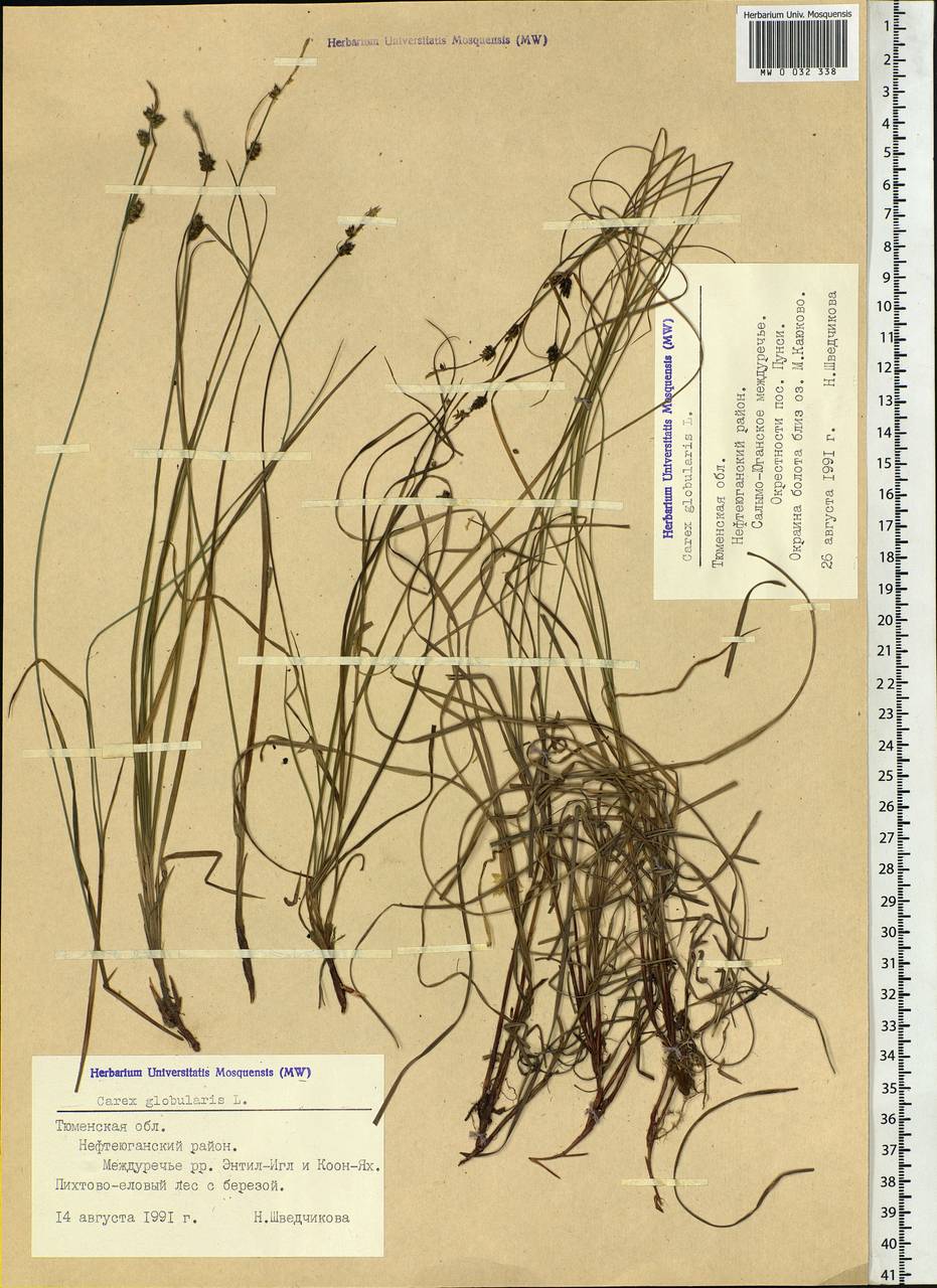 Carex globularis L., Siberia, Western Siberia (S1) (Russia)