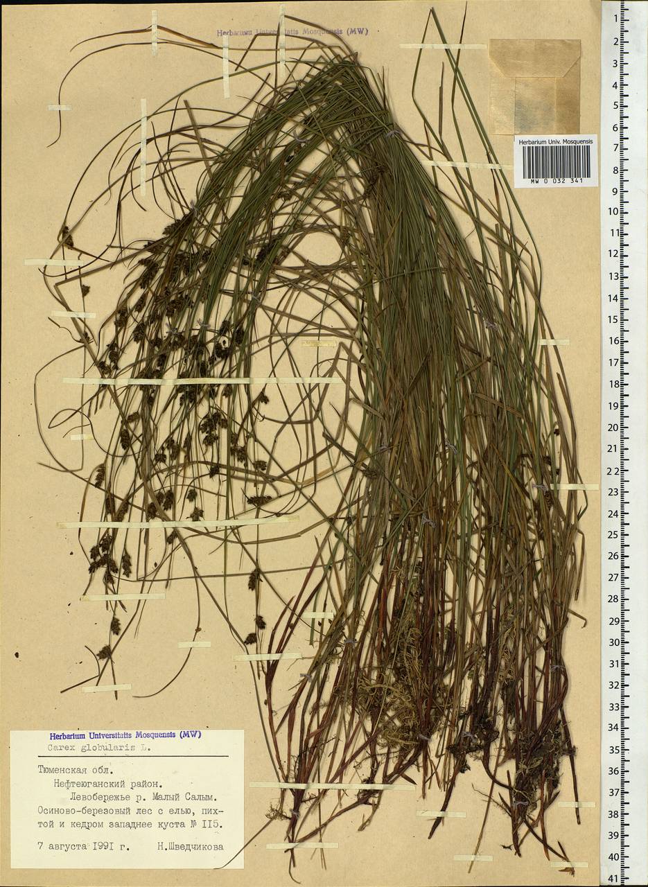 Carex globularis L., Siberia, Western Siberia (S1) (Russia)