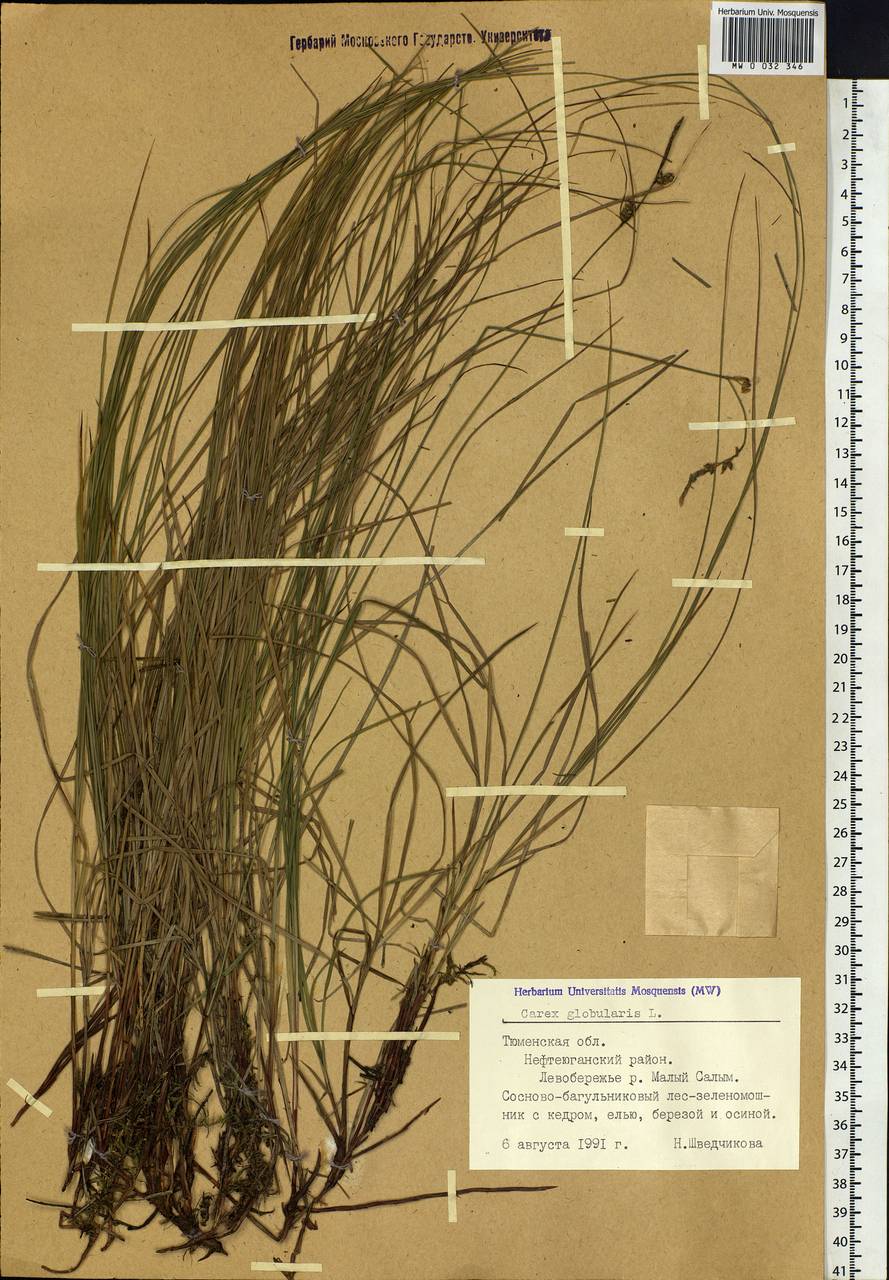 Carex globularis L., Siberia, Western Siberia (S1) (Russia)