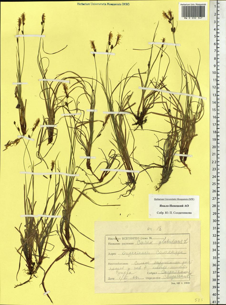 Carex globularis L., Siberia, Western Siberia (S1) (Russia)