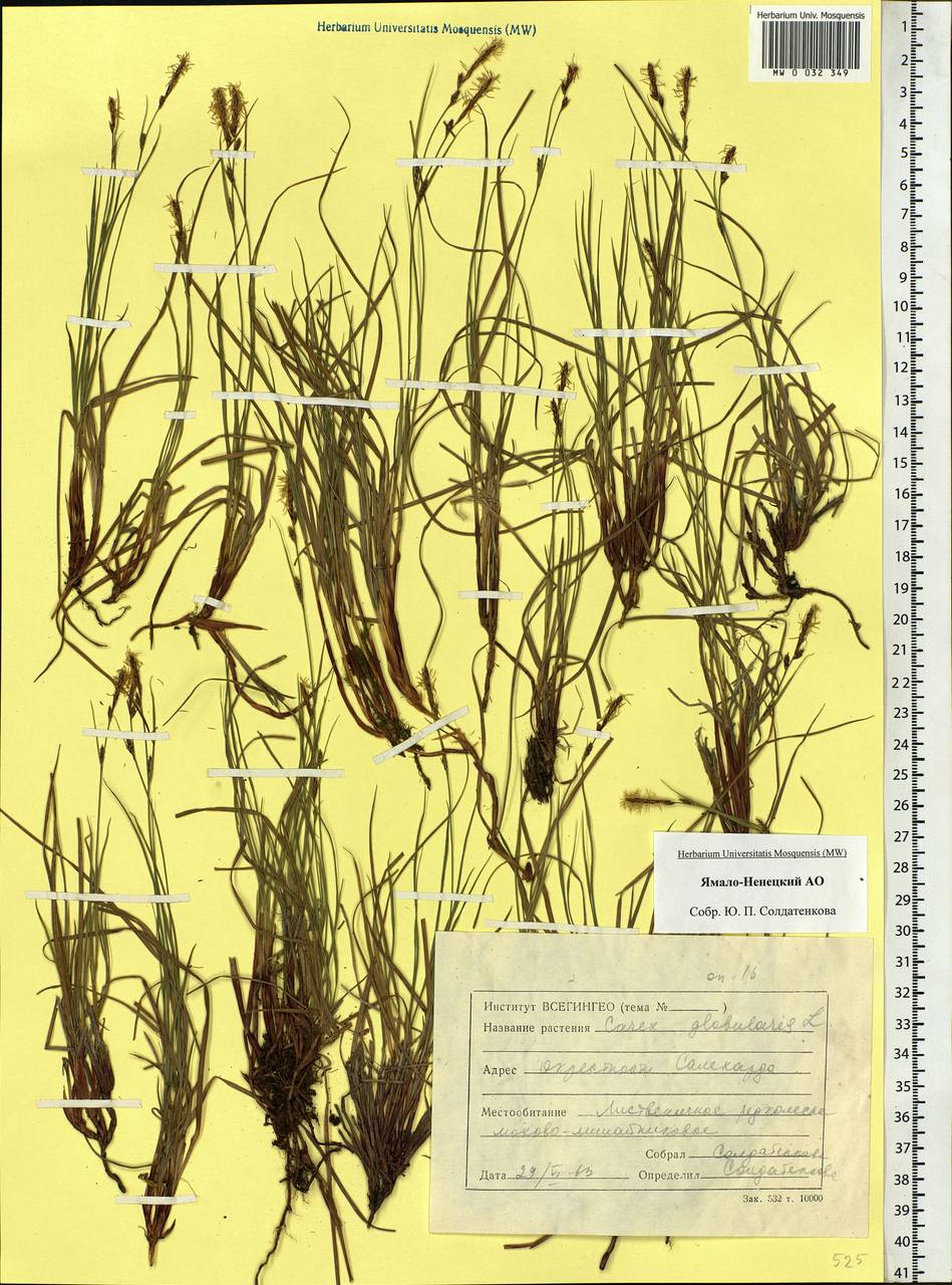 Carex globularis L., Siberia, Western Siberia (S1) (Russia)