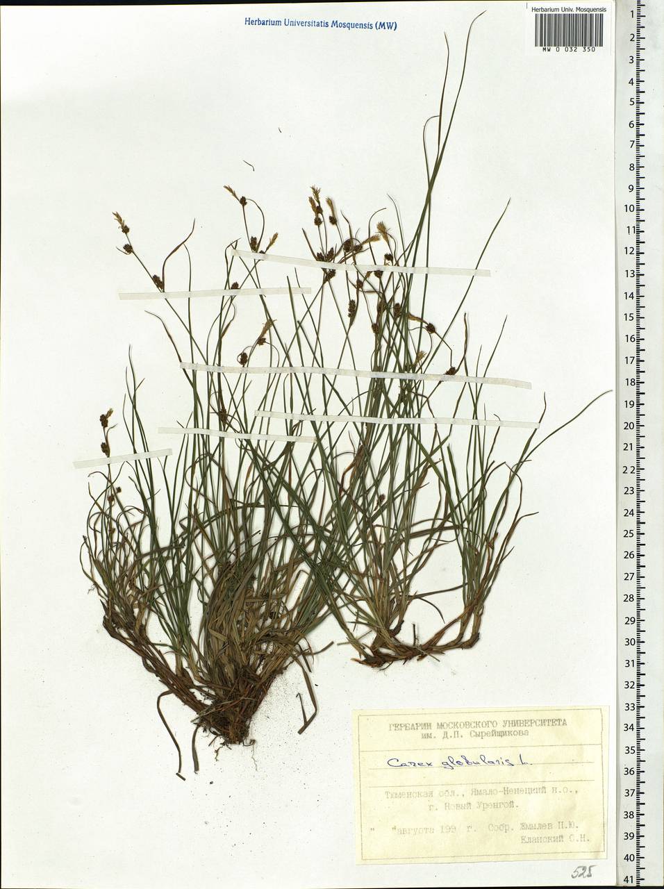 Carex globularis L., Siberia, Western Siberia (S1) (Russia)