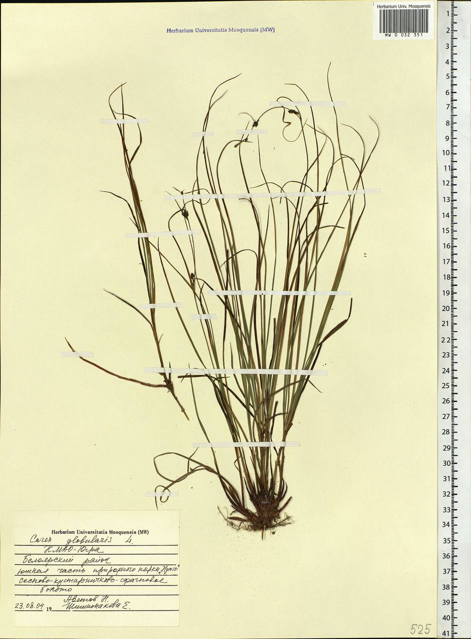 Carex globularis L., Siberia, Western Siberia (S1) (Russia)