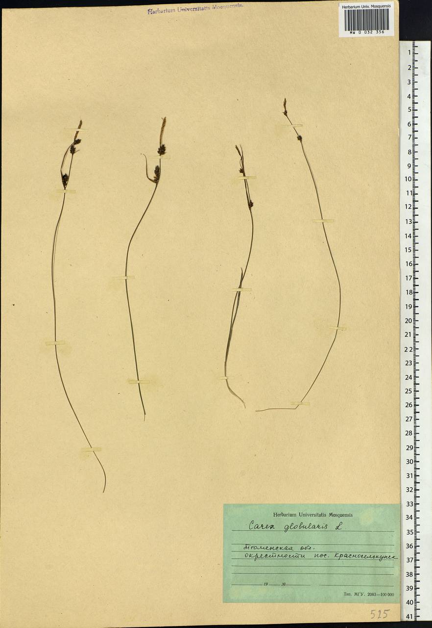 Carex globularis L., Siberia, Western Siberia (S1) (Russia)