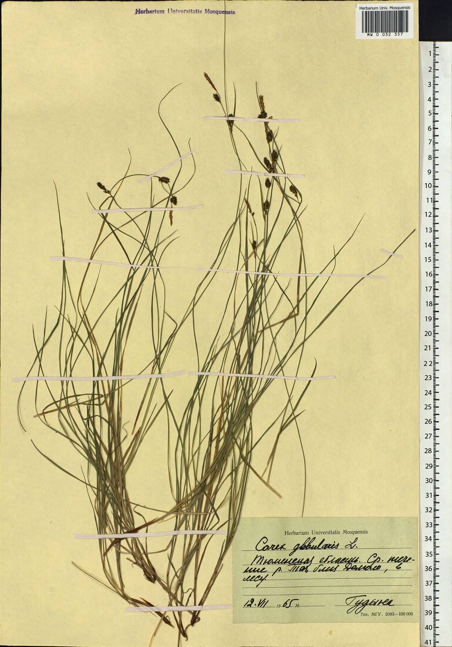 Carex globularis L., Siberia, Western Siberia (S1) (Russia)