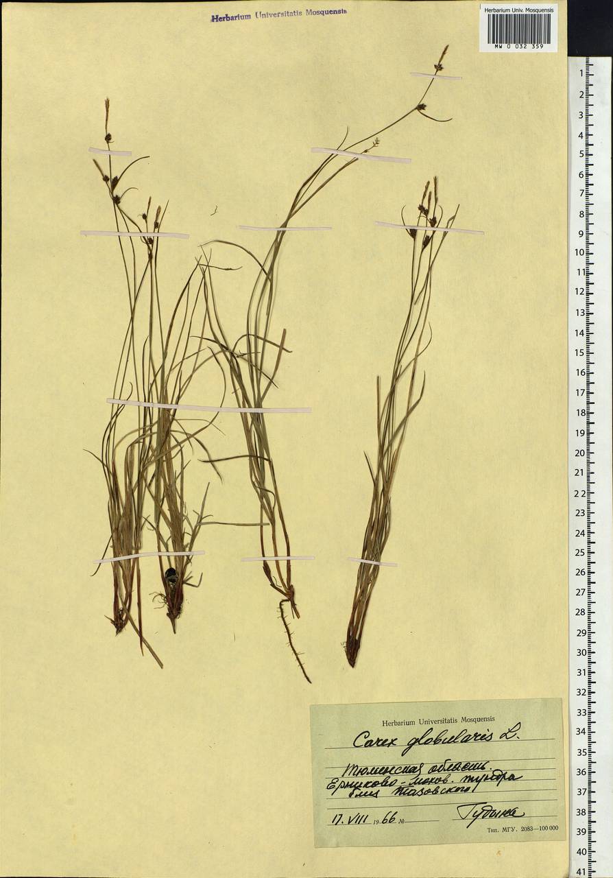 Carex globularis L., Siberia, Western Siberia (S1) (Russia)