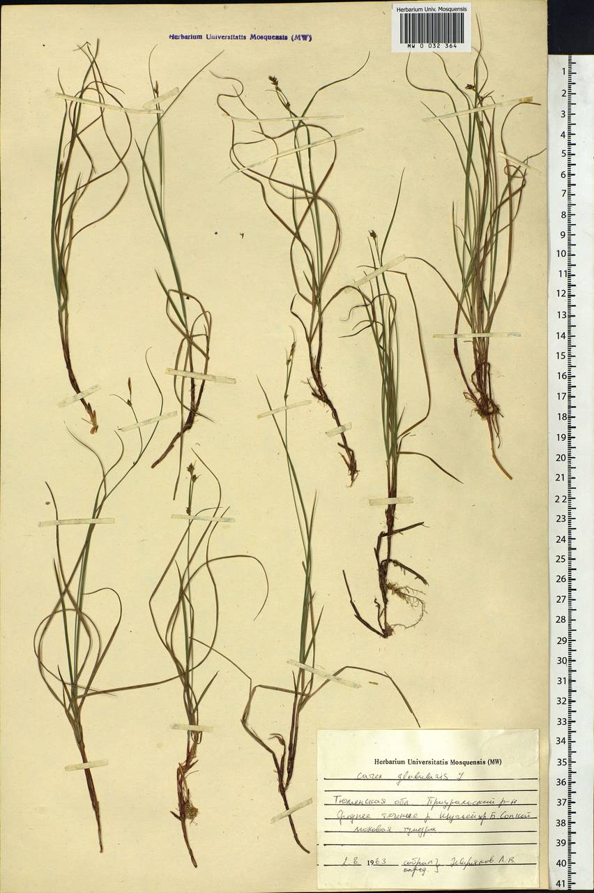 Carex globularis L., Siberia, Western Siberia (S1) (Russia)