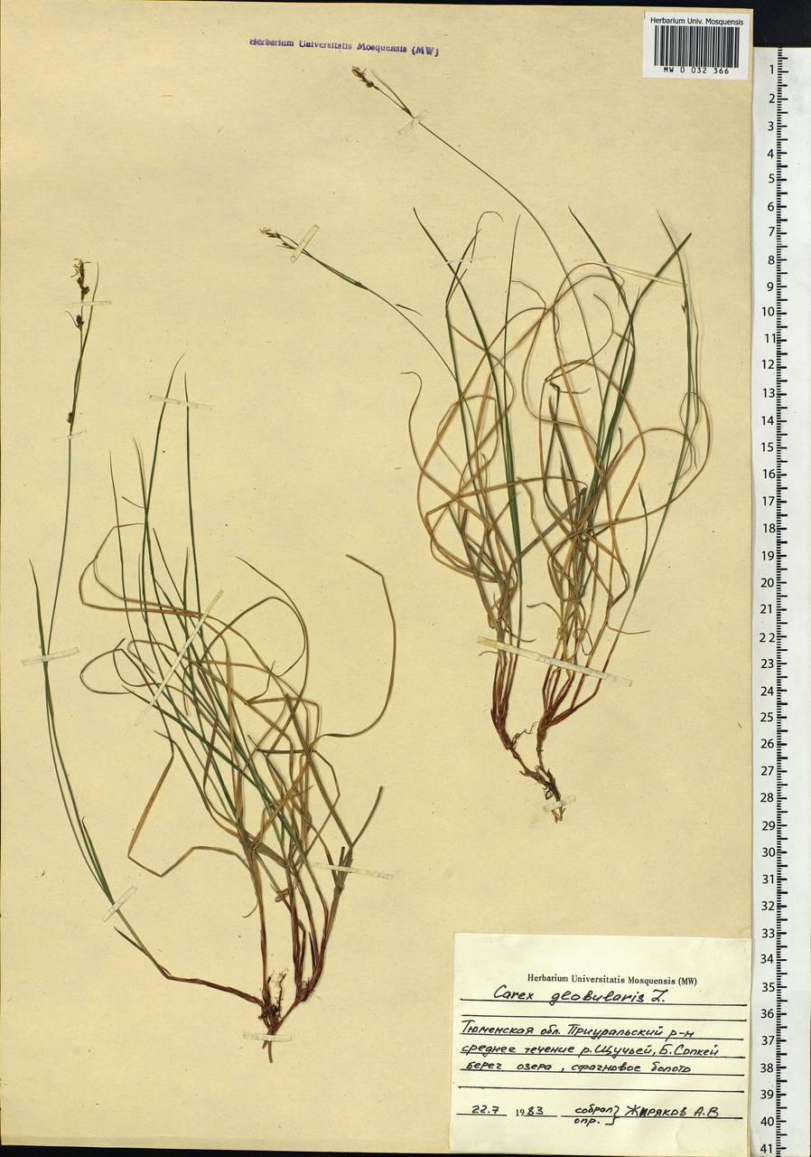 Carex globularis L., Siberia, Western Siberia (S1) (Russia)