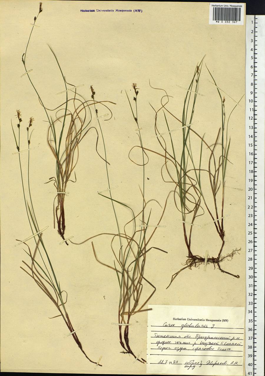 Carex globularis L., Siberia, Western Siberia (S1) (Russia)