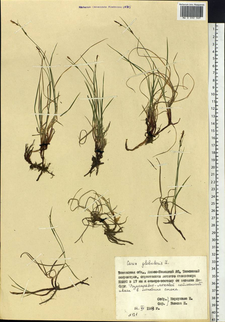 Carex globularis L., Siberia, Western Siberia (S1) (Russia)