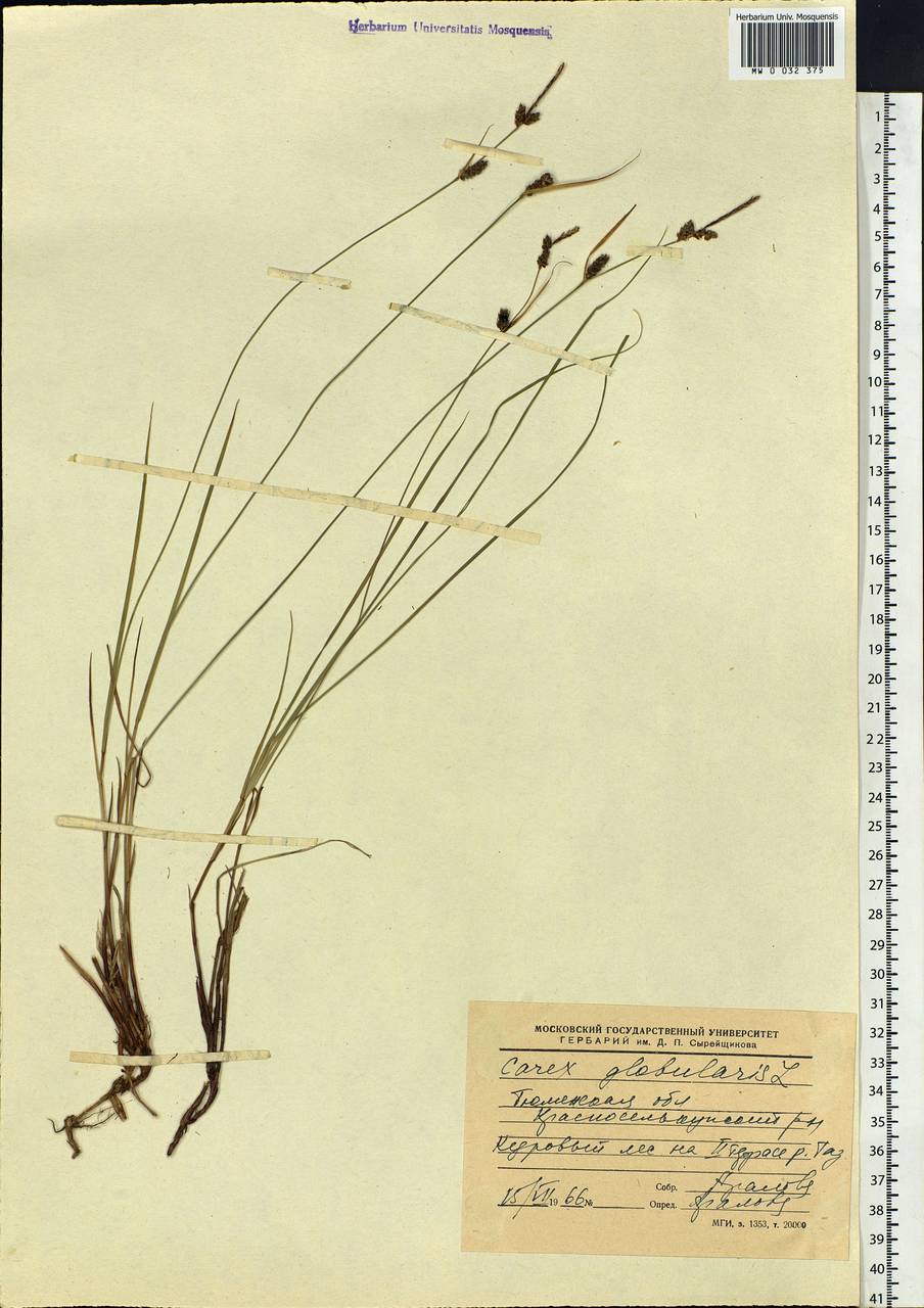 Carex globularis L., Siberia, Western Siberia (S1) (Russia)