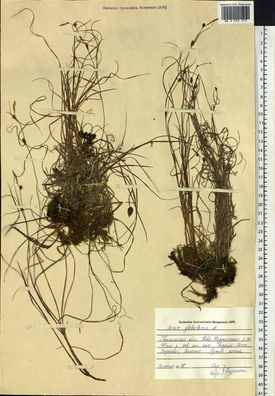 Carex globularis L., Siberia, Western Siberia (S1) (Russia)
