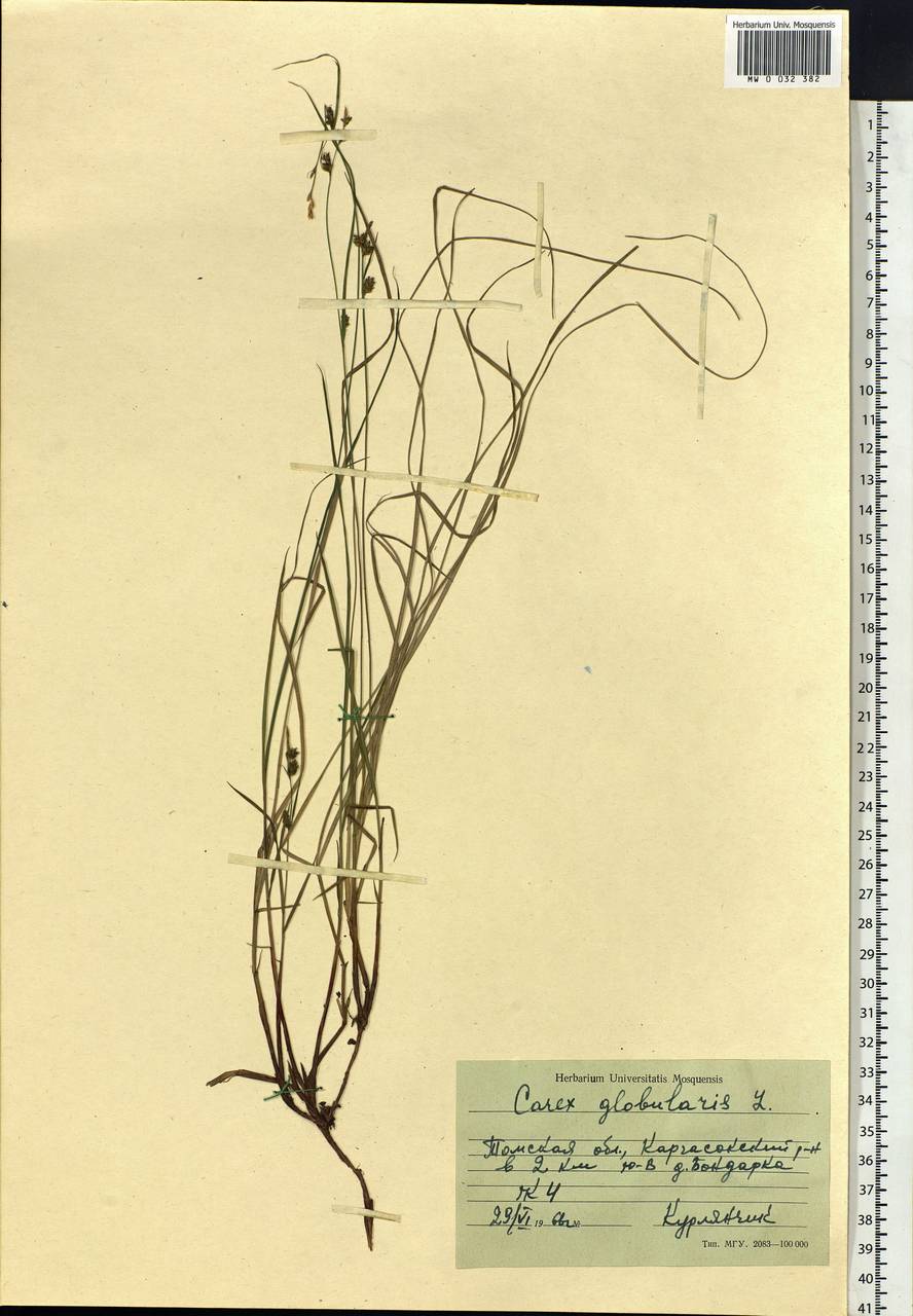 Carex globularis L., Siberia, Western Siberia (S1) (Russia)