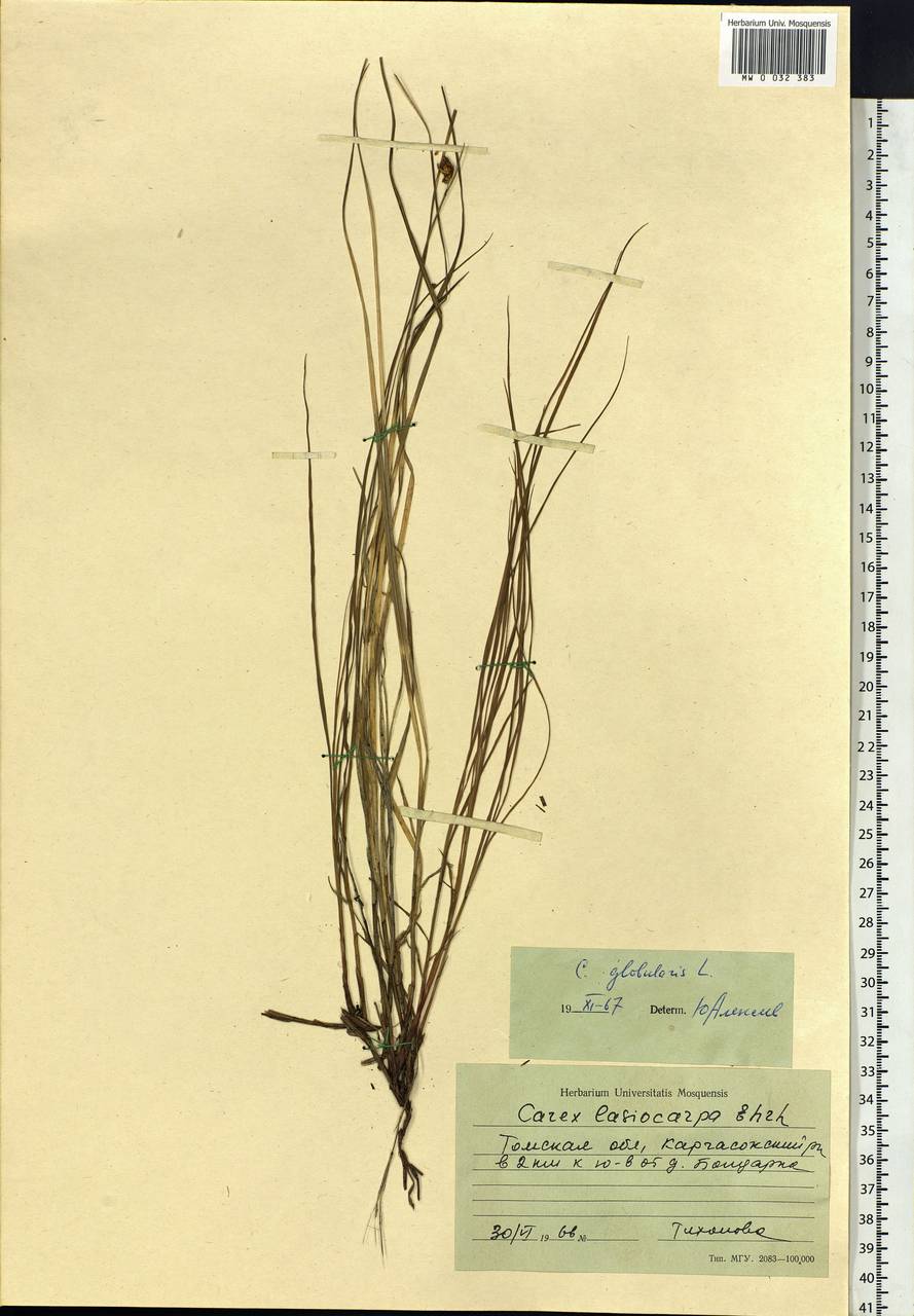 Carex globularis L., Siberia, Western Siberia (S1) (Russia)