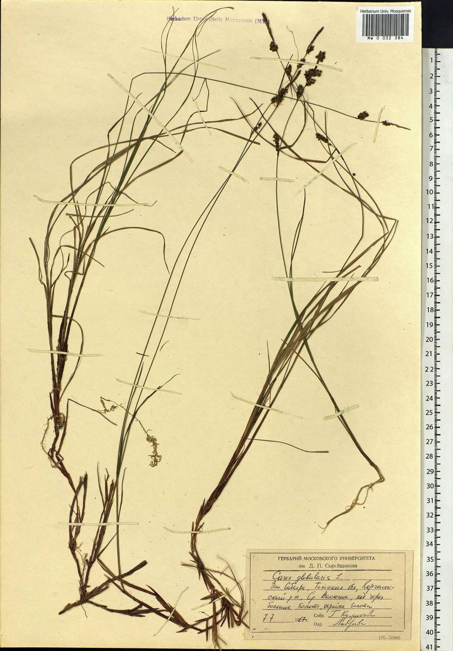 Carex globularis L., Siberia, Western Siberia (S1) (Russia)