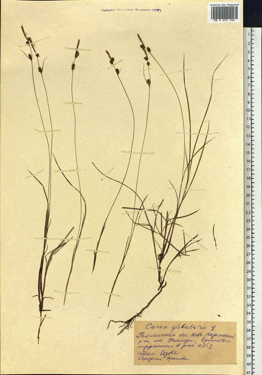 Carex globularis L., Siberia, Western Siberia (S1) (Russia)
