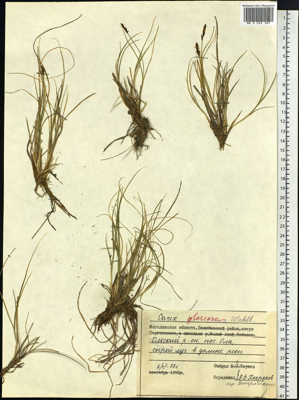 Carex glareosa Schkuhr ex Wahlenb., Siberia, Chukotka & Kamchatka (S7) (Russia)