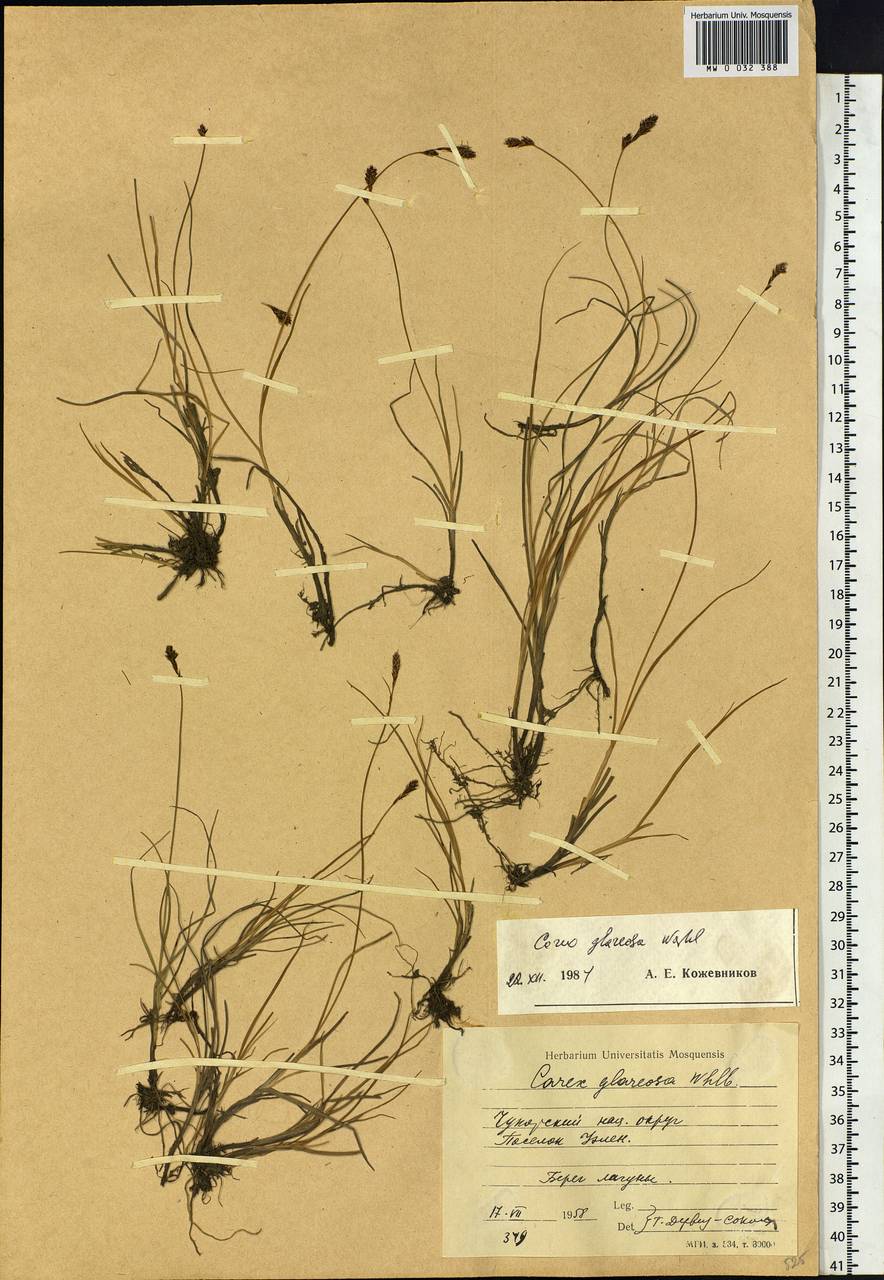 Carex glareosa Schkuhr ex Wahlenb., Siberia, Chukotka & Kamchatka (S7) (Russia)