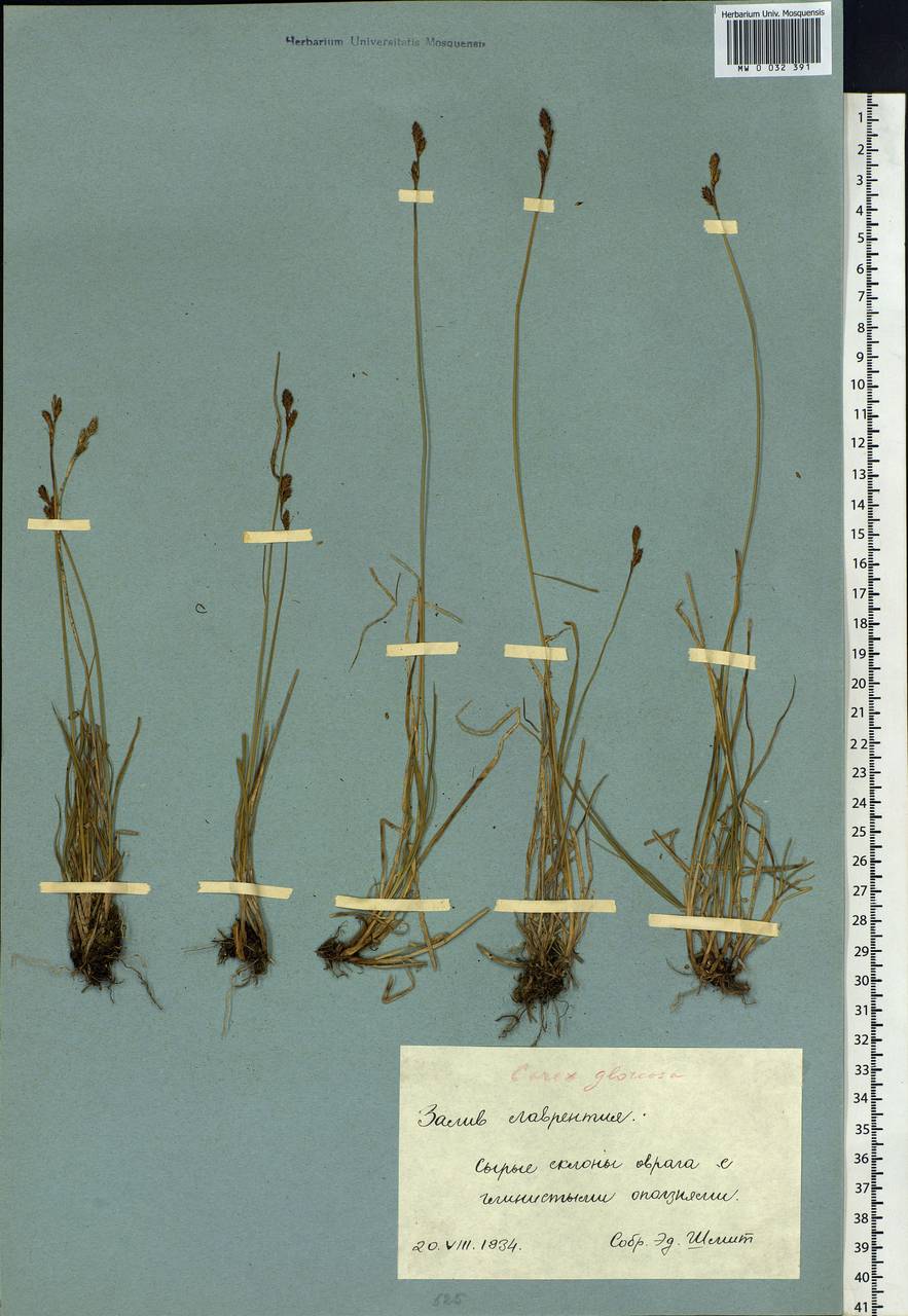 Carex glareosa Schkuhr ex Wahlenb., Siberia, Chukotka & Kamchatka (S7) (Russia)