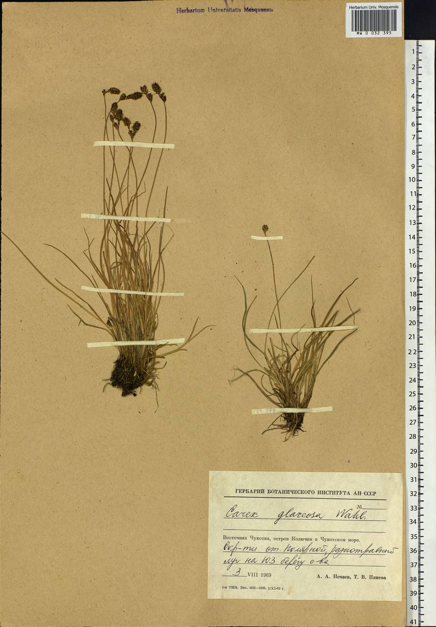 Carex glareosa Schkuhr ex Wahlenb., Siberia, Chukotka & Kamchatka (S7) (Russia)