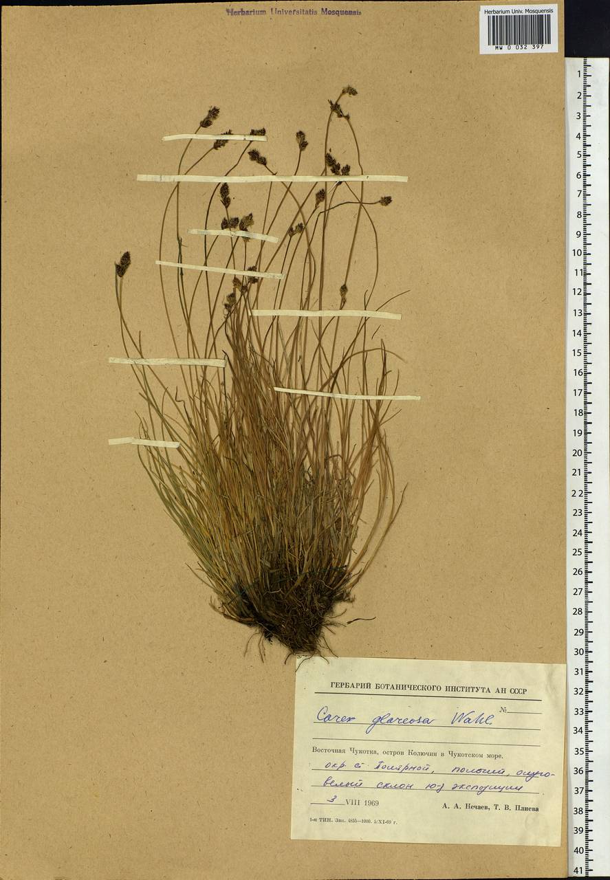 Carex glareosa Schkuhr ex Wahlenb., Siberia, Chukotka & Kamchatka (S7) (Russia)