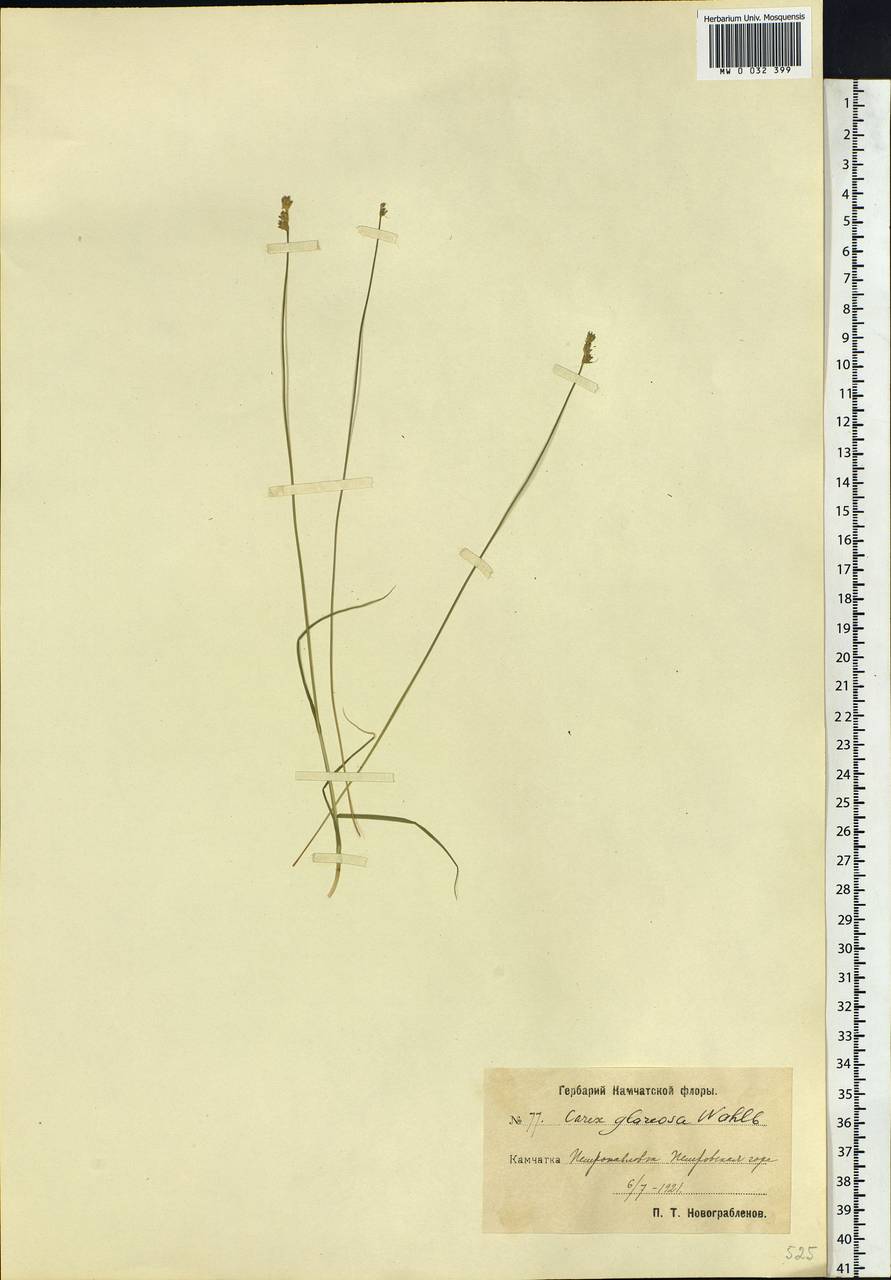 Carex glareosa Schkuhr ex Wahlenb., Siberia, Chukotka & Kamchatka (S7) (Russia)