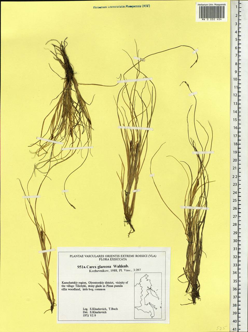 Carex glareosa Schkuhr ex Wahlenb., Siberia, Chukotka & Kamchatka (S7) (Russia)