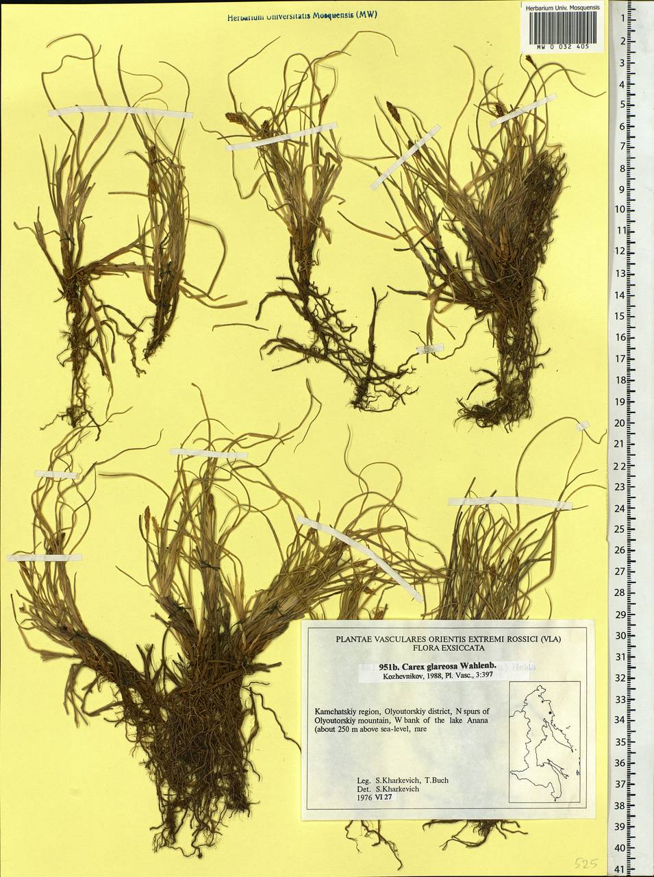 Carex glareosa Schkuhr ex Wahlenb., Siberia, Chukotka & Kamchatka (S7) (Russia)