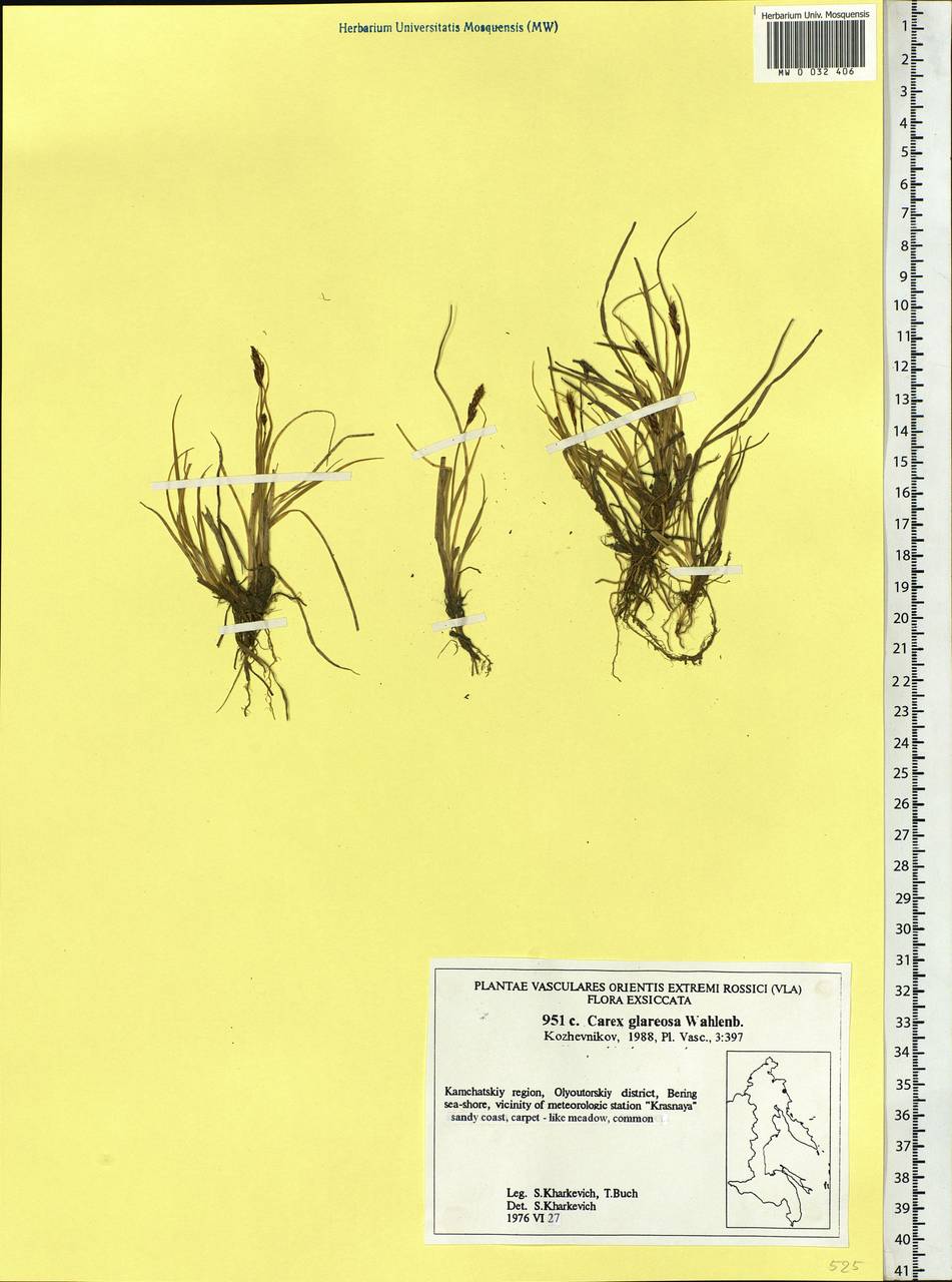 Carex glareosa Schkuhr ex Wahlenb., Siberia, Chukotka & Kamchatka (S7) (Russia)