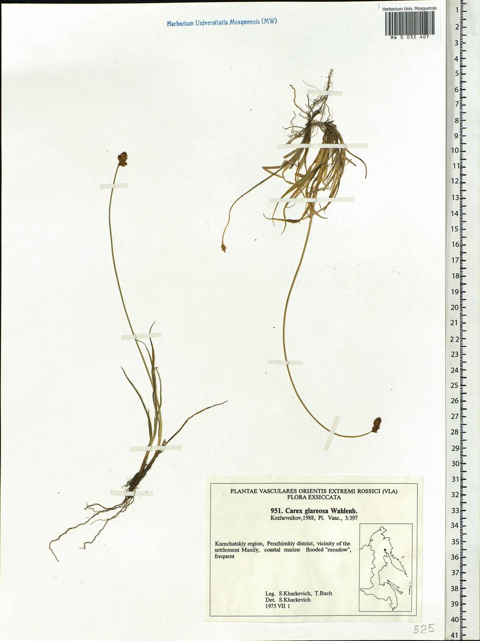 Carex glareosa Schkuhr ex Wahlenb., Siberia, Chukotka & Kamchatka (S7) (Russia)