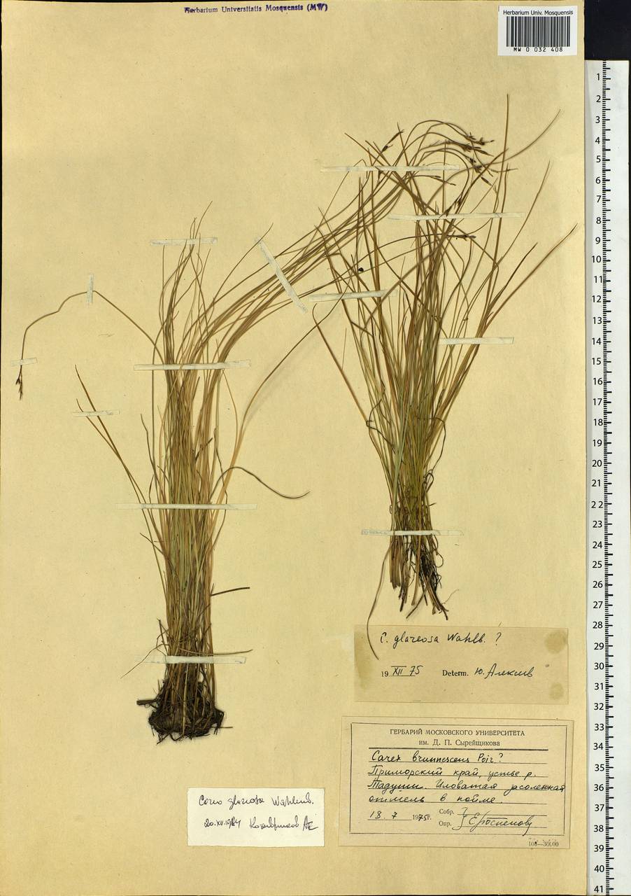 Carex glareosa Schkuhr ex Wahlenb., Siberia, Russian Far East (S6) (Russia)