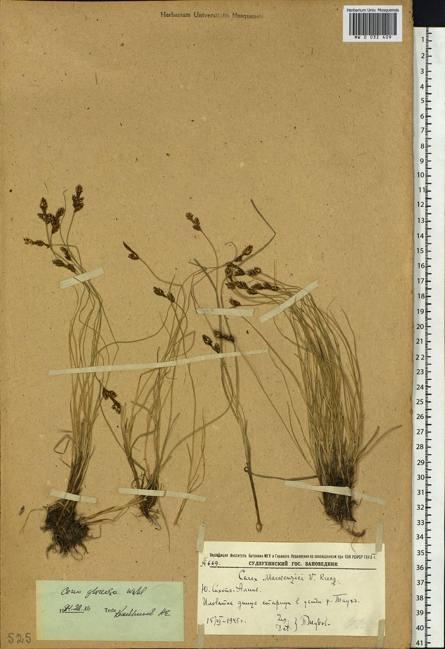 Carex glareosa Schkuhr ex Wahlenb., Siberia, Russian Far East (S6) (Russia)