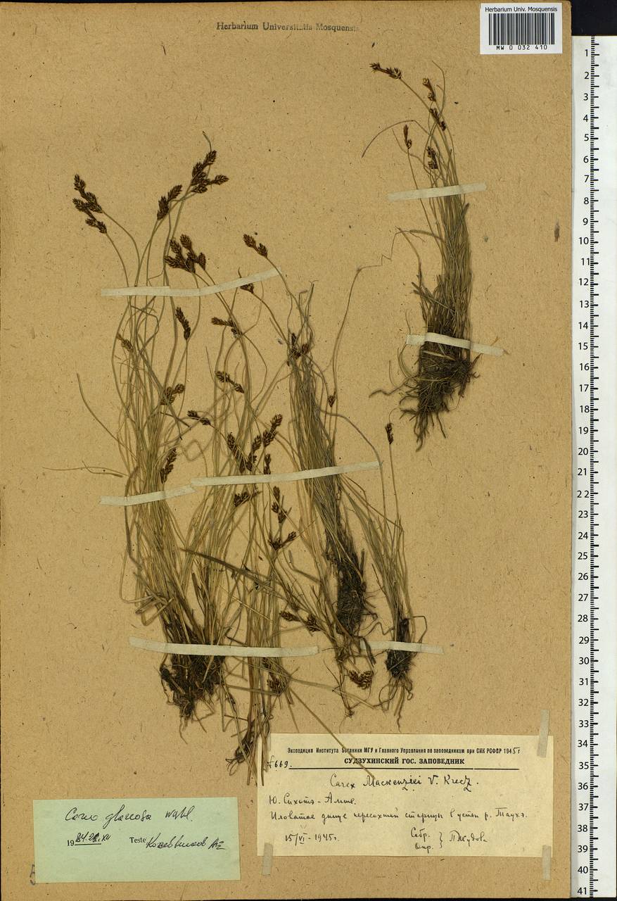 Carex glareosa Schkuhr ex Wahlenb., Siberia, Russian Far East (S6) (Russia)