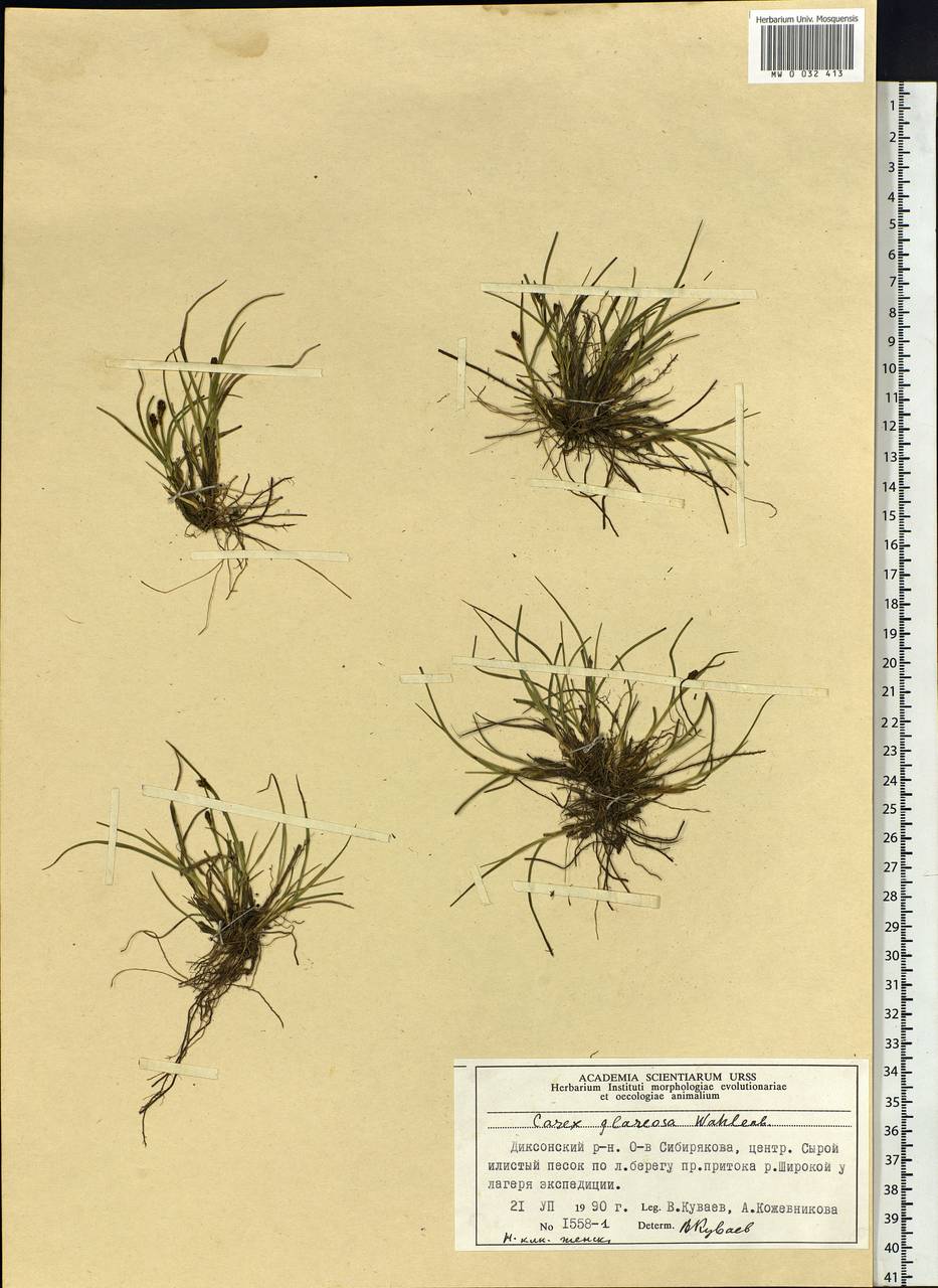 Carex glareosa Schkuhr ex Wahlenb., Siberia, Central Siberia (S3) (Russia)
