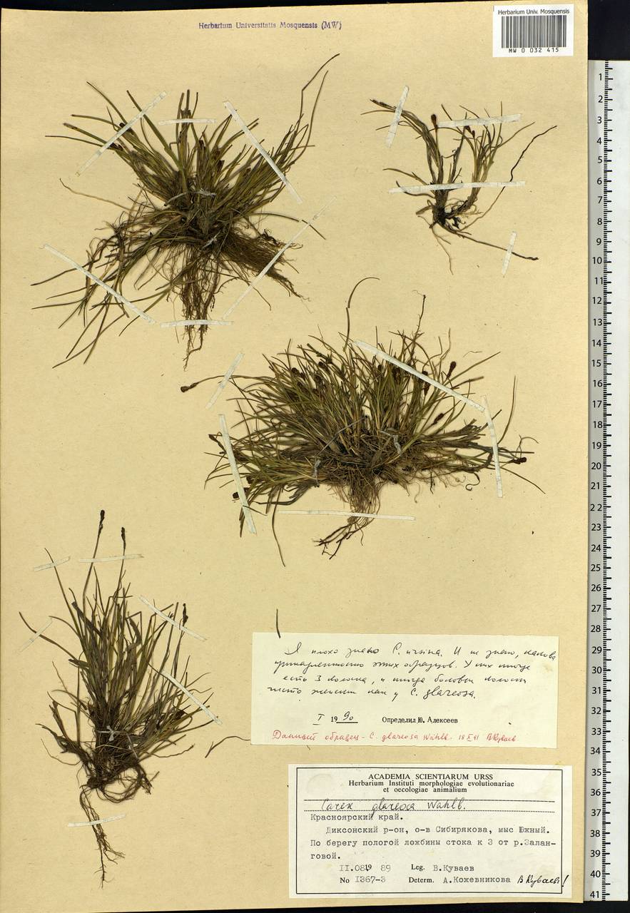 Carex glareosa Schkuhr ex Wahlenb., Siberia, Central Siberia (S3) (Russia)