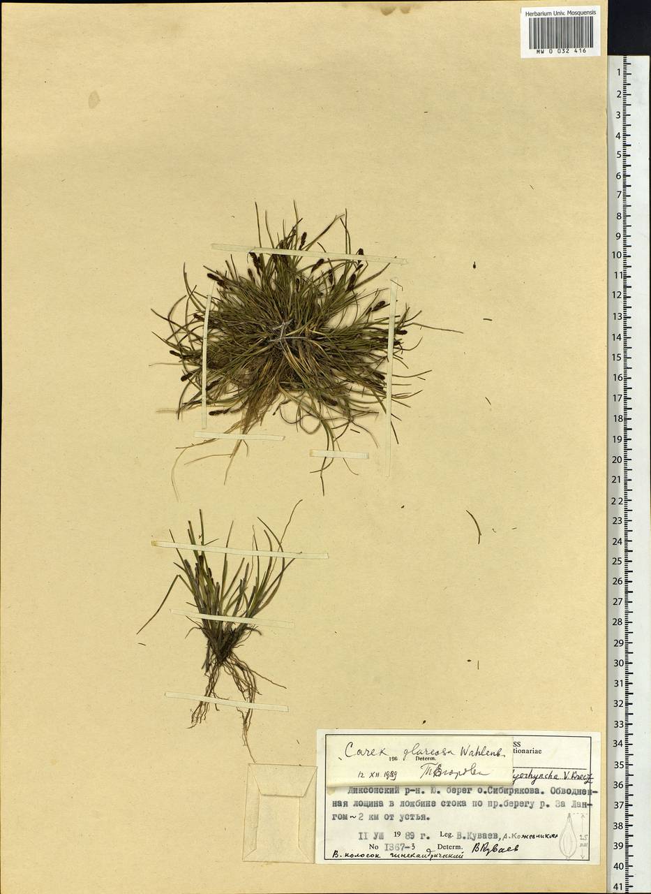 Carex glareosa Schkuhr ex Wahlenb., Siberia, Central Siberia (S3) (Russia)