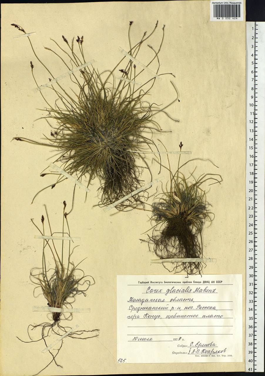 Carex glacialis Mack., Siberia, Chukotka & Kamchatka (S7) (Russia)