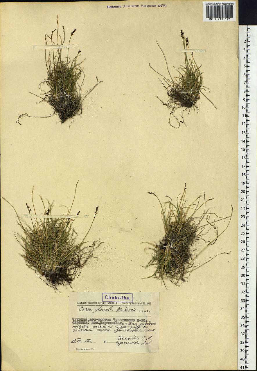 Carex glacialis Mack., Siberia, Chukotka & Kamchatka (S7) (Russia)