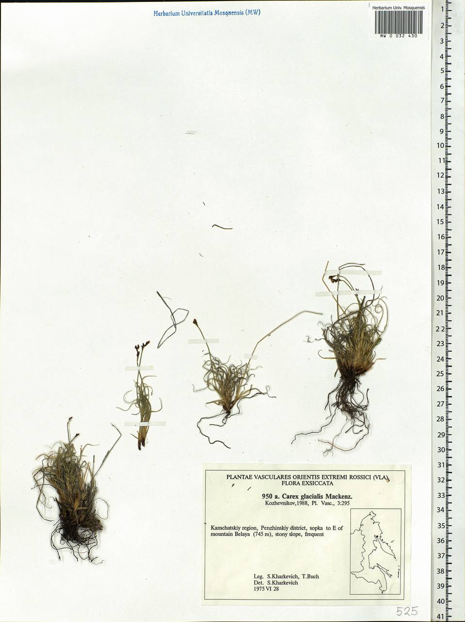 Carex glacialis Mack., Siberia, Chukotka & Kamchatka (S7) (Russia)