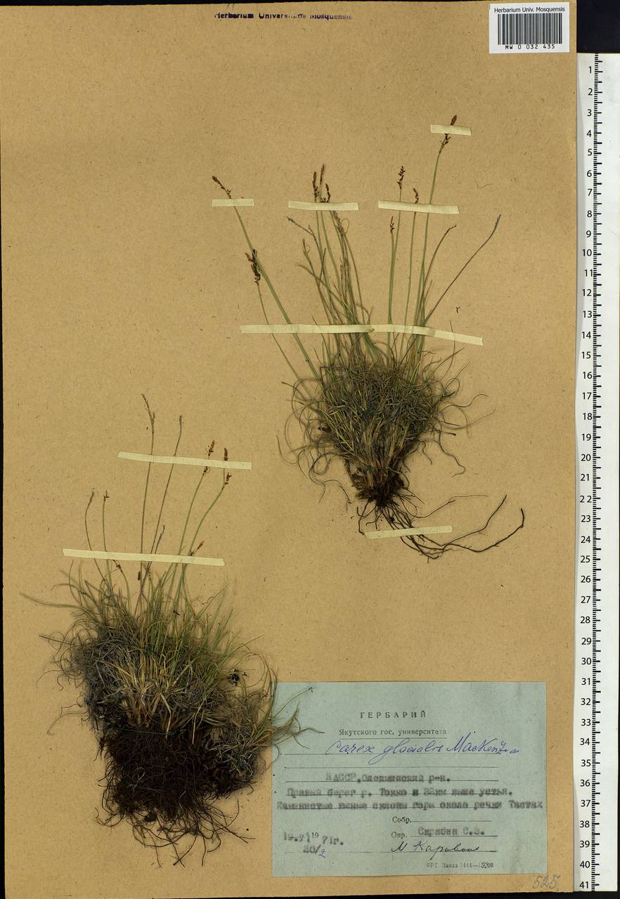 Carex glacialis Mack., Siberia, Yakutia (S5) (Russia)