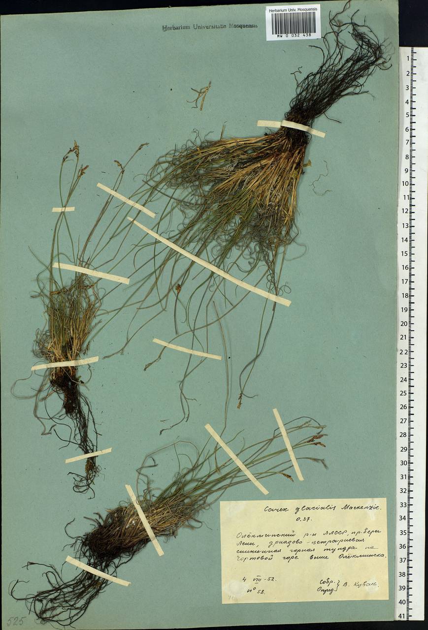 Carex glacialis Mack., Siberia, Yakutia (S5) (Russia)