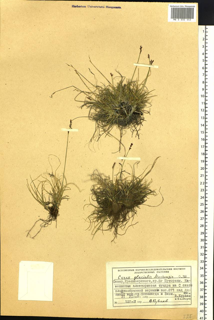Carex glacialis Mack., Siberia, Central Siberia (S3) (Russia)