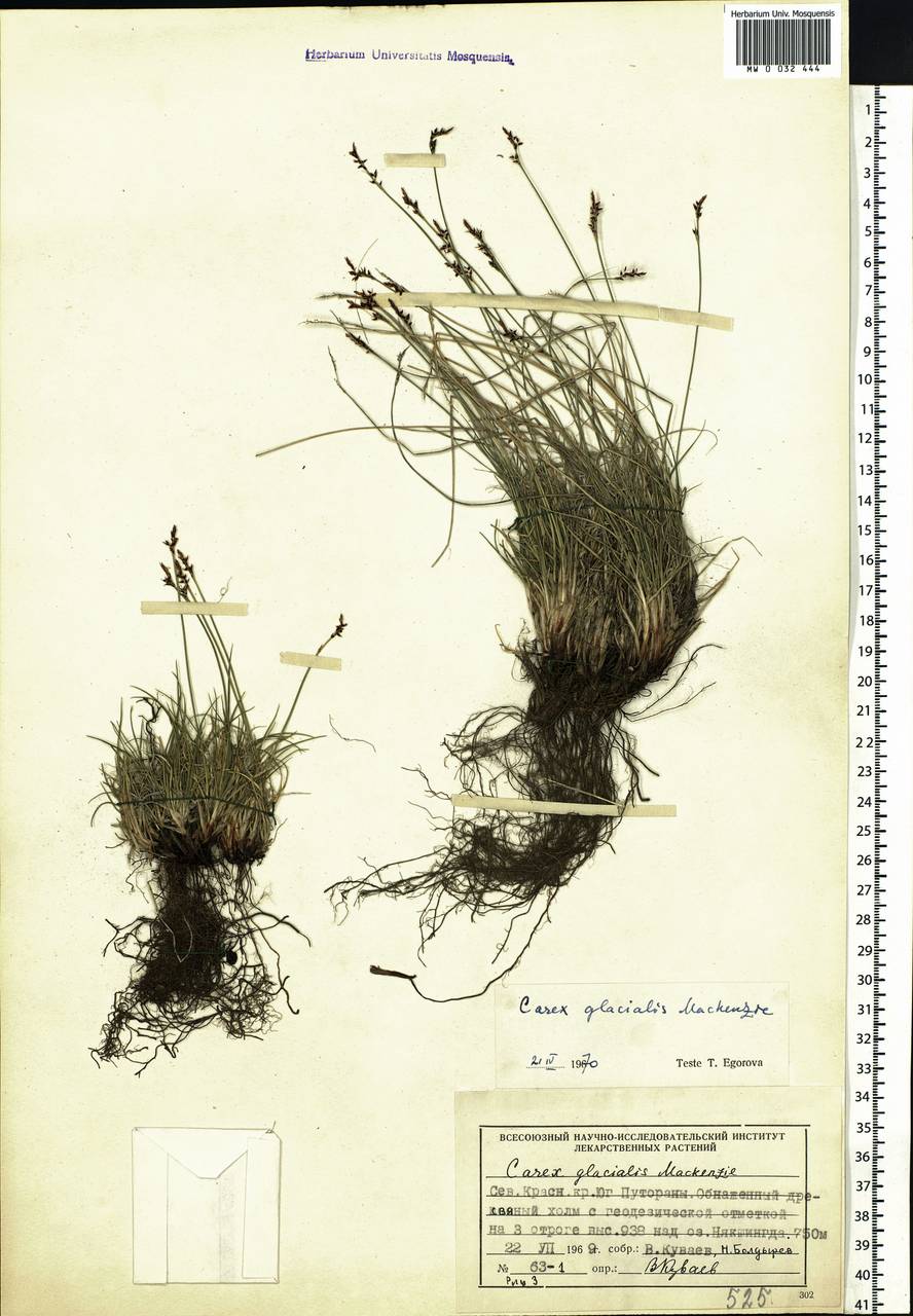 Carex glacialis Mack., Siberia, Central Siberia (S3) (Russia)