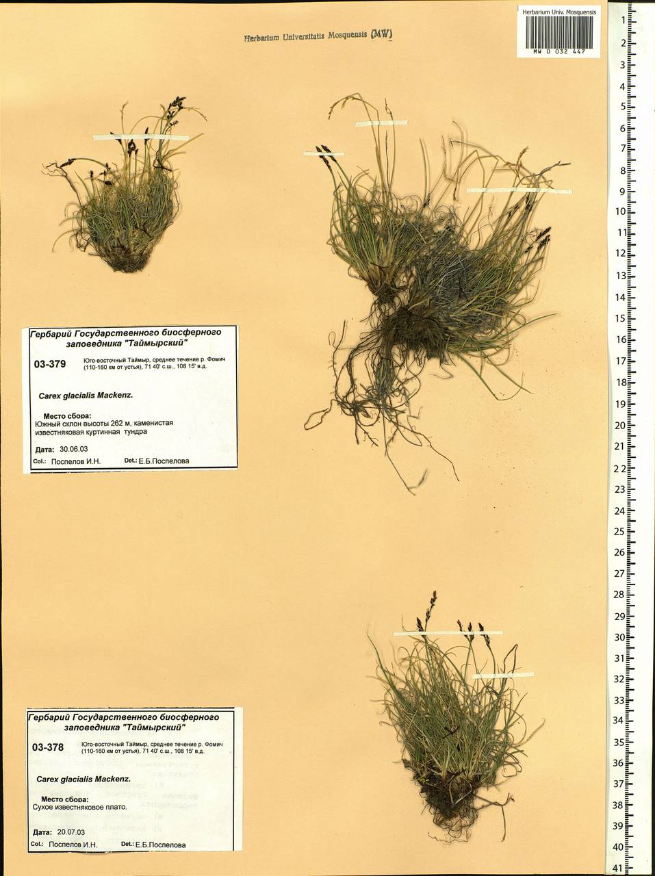 Carex glacialis Mack., Siberia, Central Siberia (S3) (Russia)