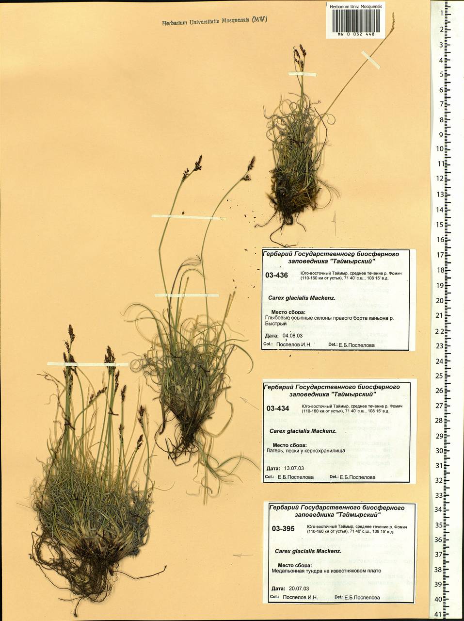 Carex glacialis Mack., Siberia, Central Siberia (S3) (Russia)