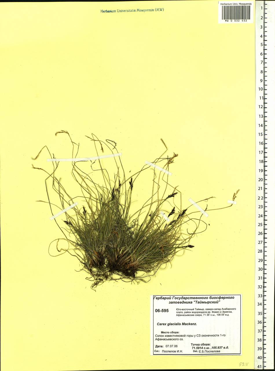 Carex glacialis Mack., Siberia, Central Siberia (S3) (Russia)